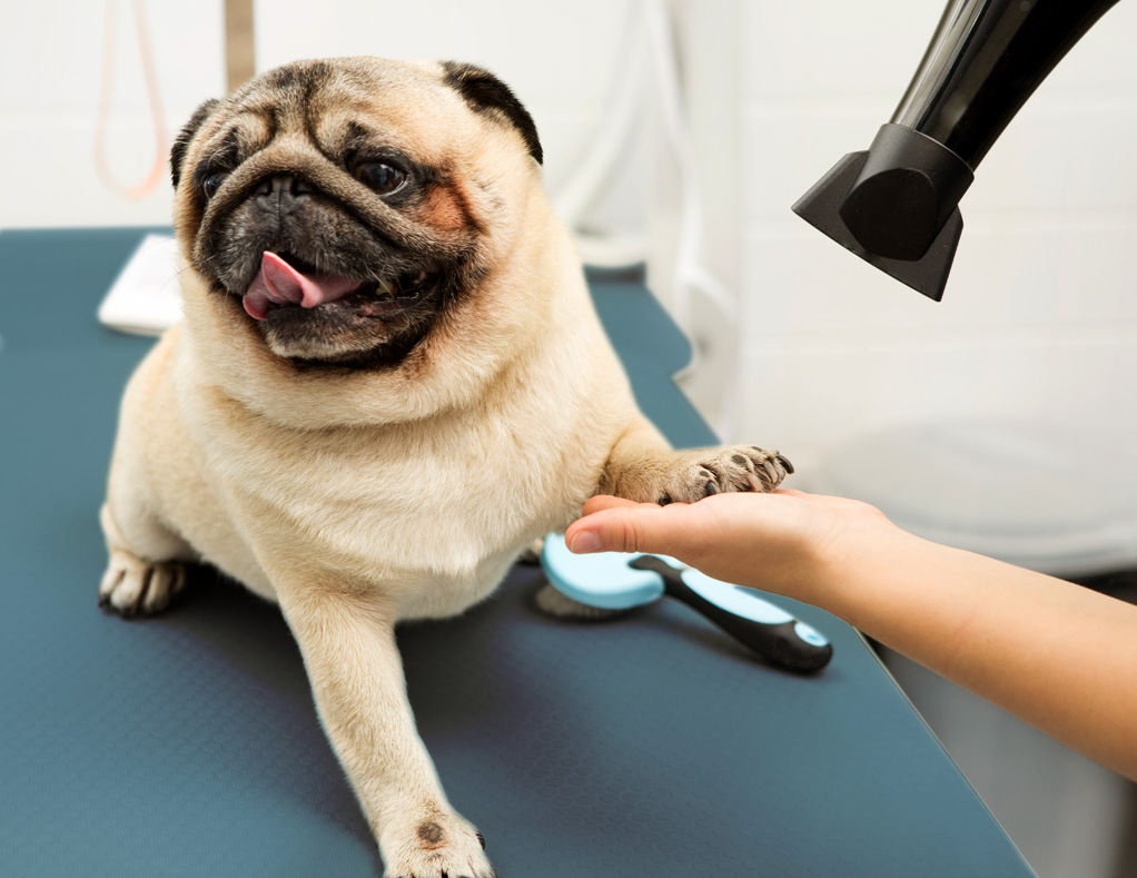 Pug Getting Paws Cleaned
