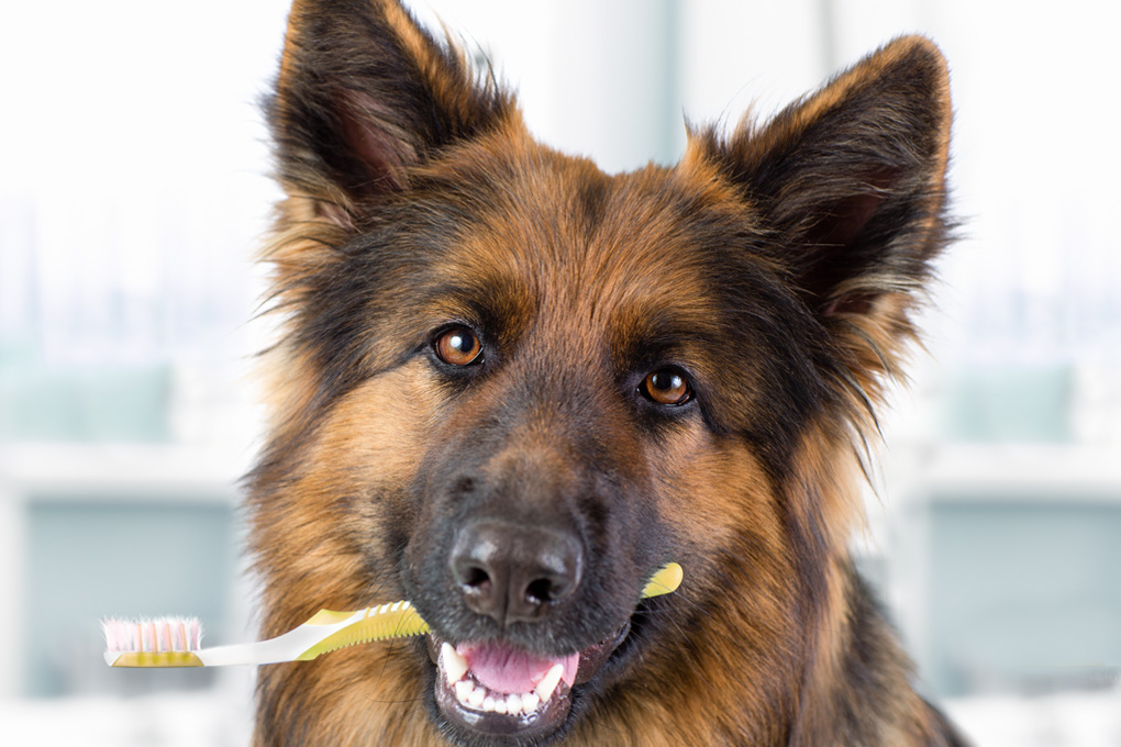 Dog With Toothbrush